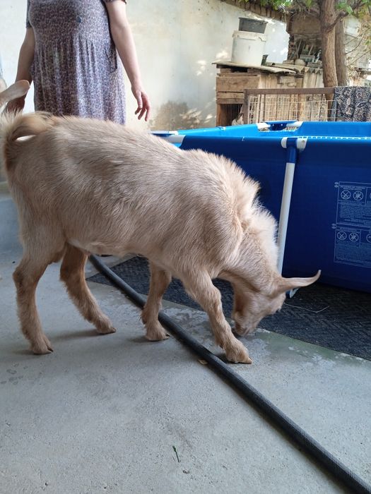 Остался один козлик молочной зааненской породы