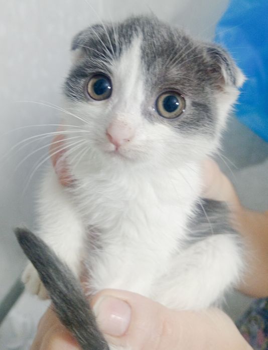 Продам котёнка-девочку (Скоттиш-фолд, 1 месяца)