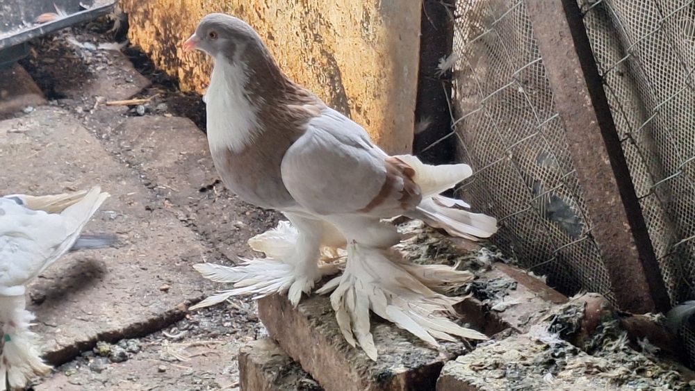 Mondain francez si gusat de pomerania de vânzare