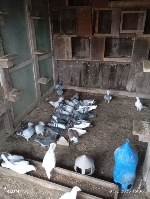 Porumbei, standard de zbor, porumbei șimi