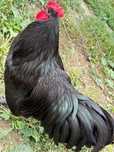 Vând familie australorp negru