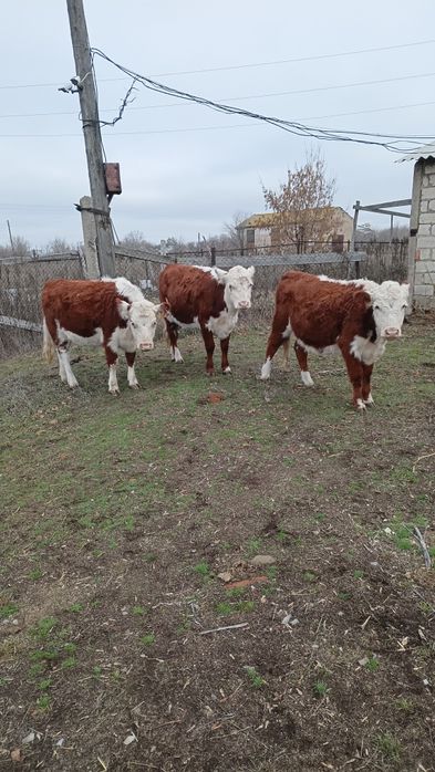 Тёлка. Племенная. Казахская белоголовая.