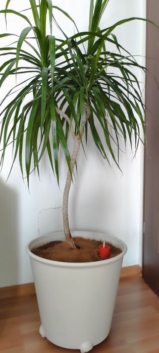 Plante de apartament in ghiveci IKEA