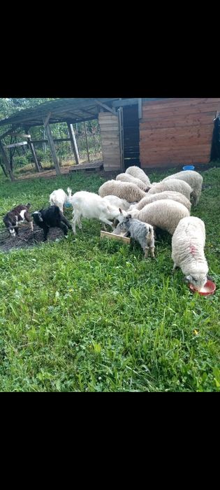 Vînd berbecuți din primăvară