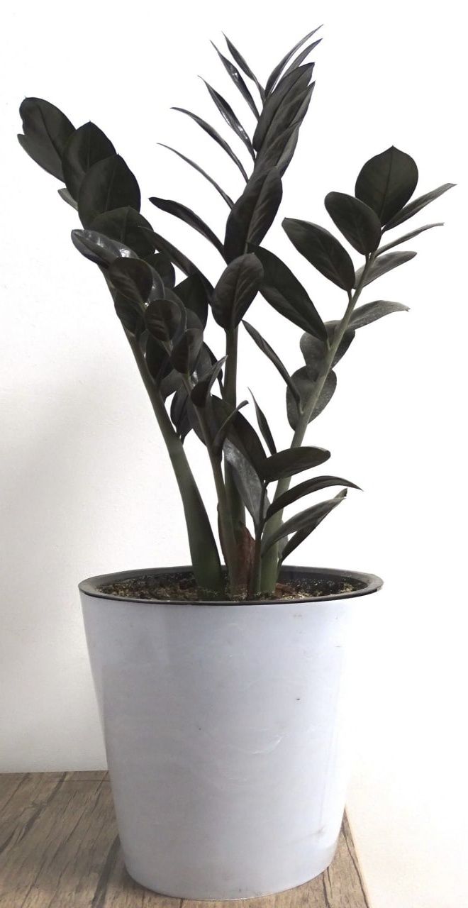 Черный замиокулькас (Zamioculcas Blaсk Raven)