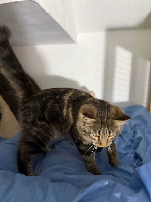 Котёнок, ухоженный, 4-5 месяцев