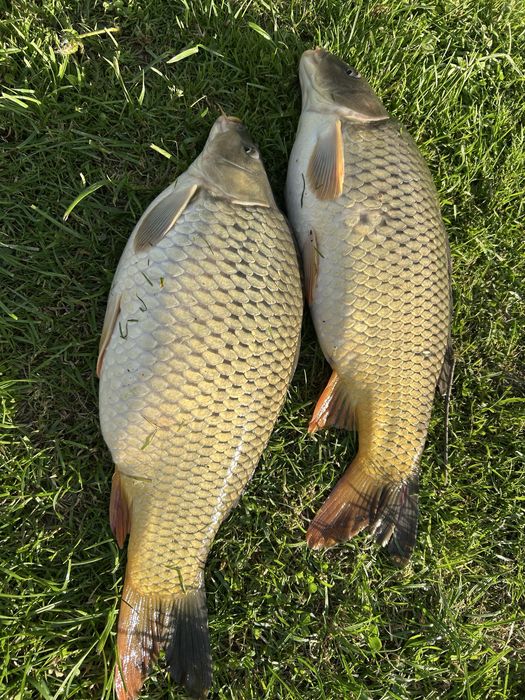 Crap de populat/consum.