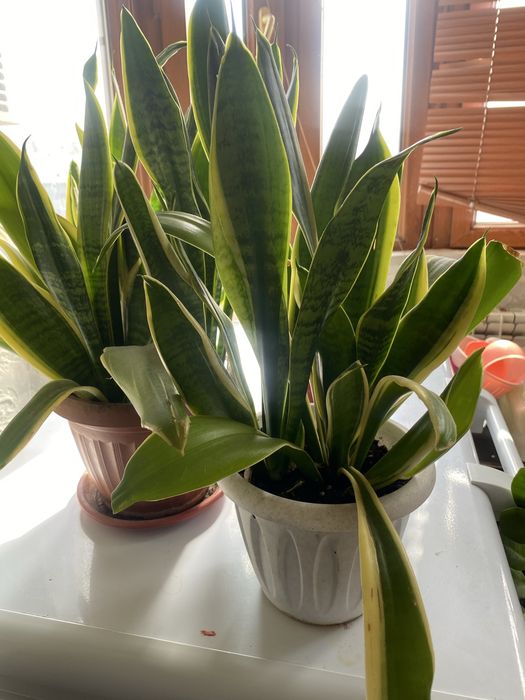 домашние цветы