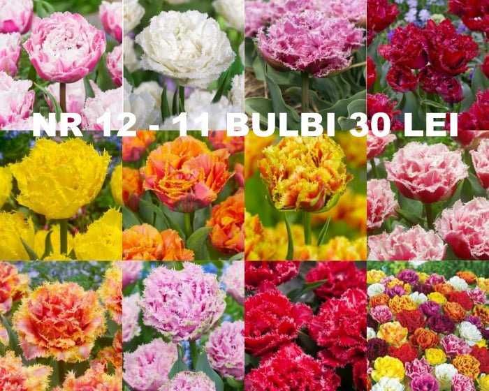 Bulbi de lalele diverse pachete de la 1 leu