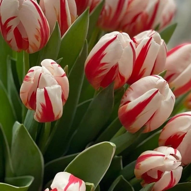 Элитные сорта голландских тюльпанов