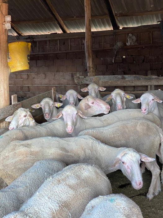 Vând berbeci lacaun