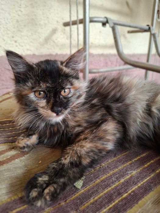 отдам котят в хорошие руки, к лотку приучены