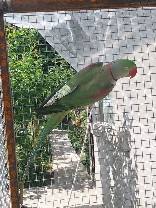 Pereche Marele Alexandru  matură