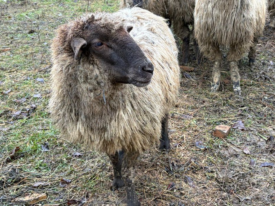 Oi de vânzare 12 buc