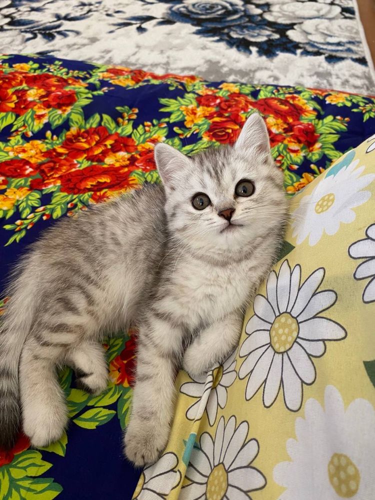 Zotli mushuk sotiladi 1 dona 3 oylik
