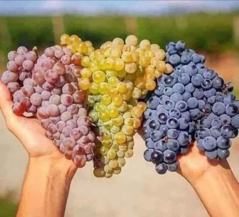 Vând struguri de vin