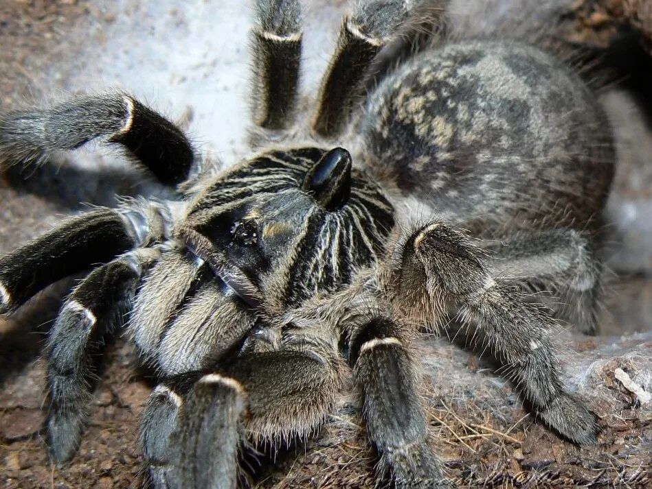 Неопред Ceratogyrus marshalli