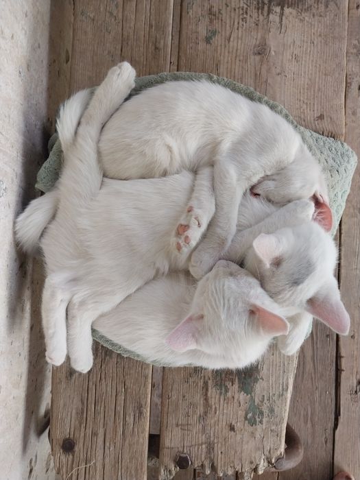 Котята белого цвета.