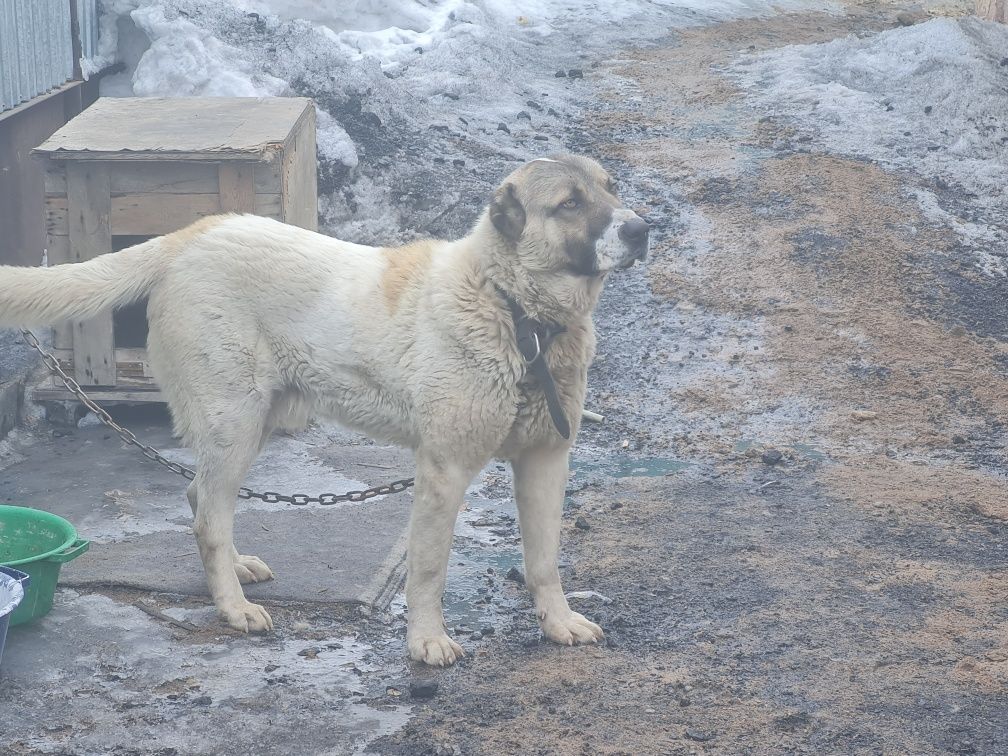 Кобель алабая на вязку