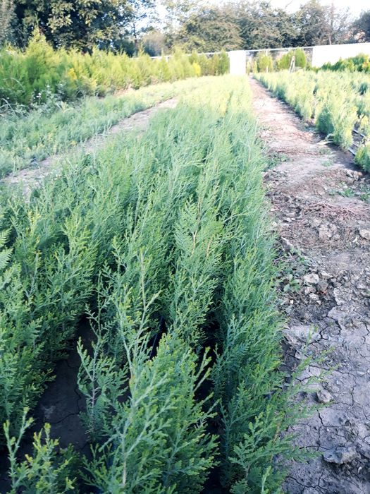 Cel mai frumos conifer-tuia biota