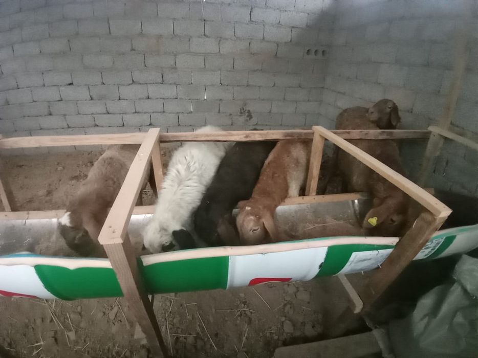 Тоқтылар мен семіз қошқар сатылады