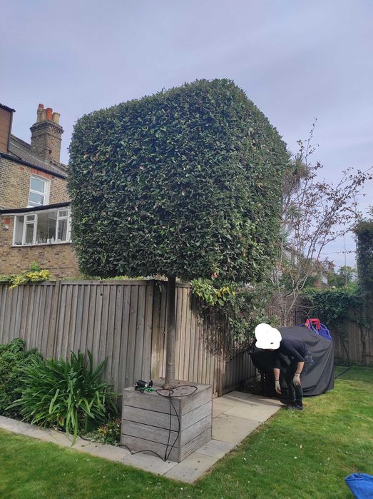 Почистване и подръжка на градини