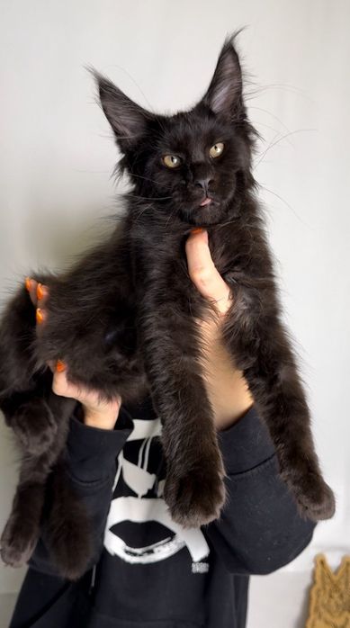 Мейн-куны мальчики