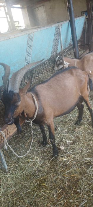 Vand  tap rasa Alpina Franceza