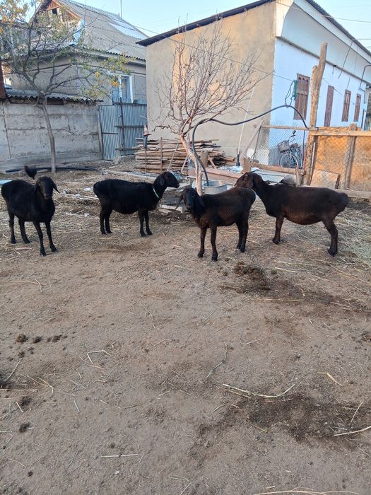 Продам барашекккккккк