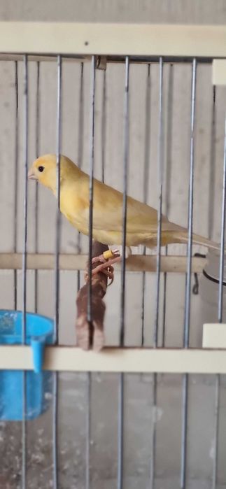 Канарейка самец красивый, 3 мес, начинает петь