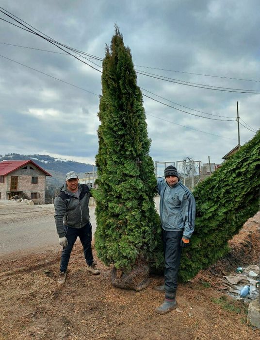 Tuia smarald 3m înălțime