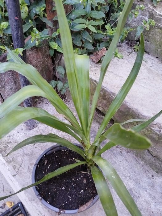 Yukka Elephantipes, cam 40cm