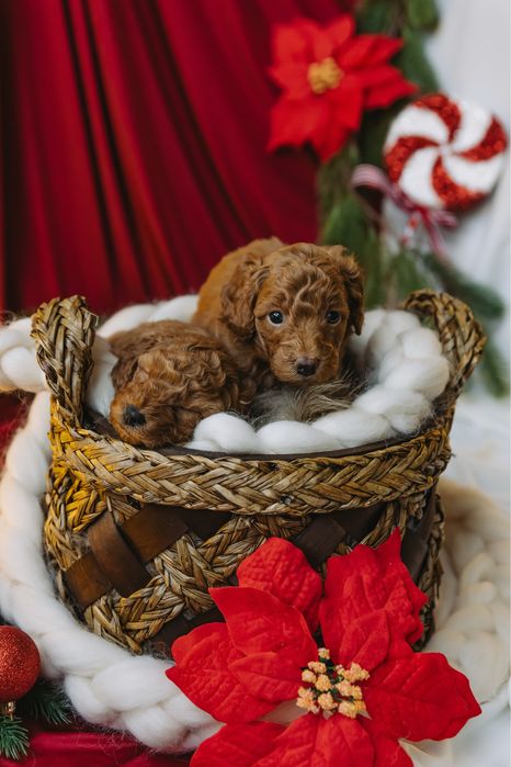 Мини пудели, родени на 07.10.