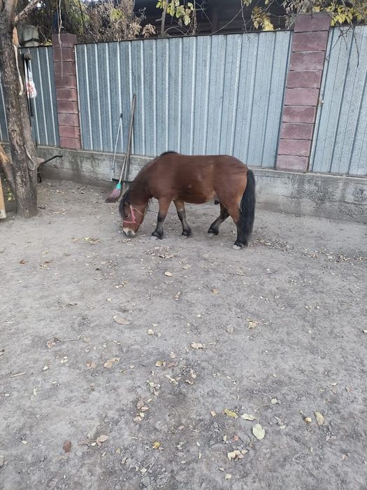 Продам пони 3 года