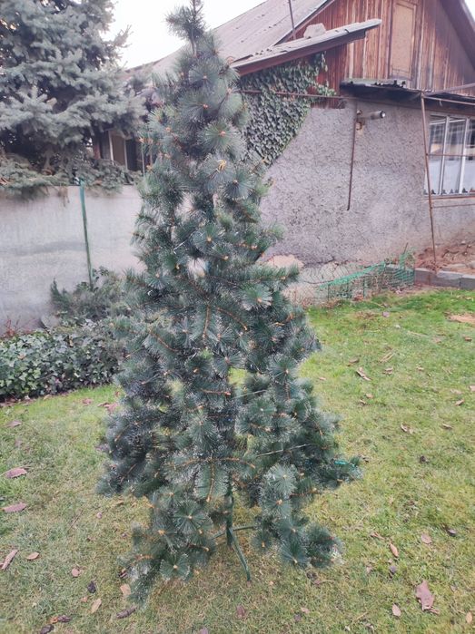 Новогодняя ёлка, сосна.