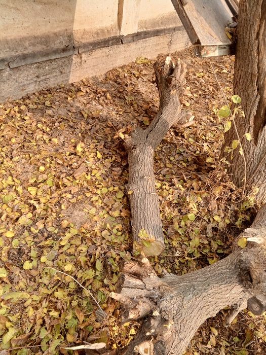 Внимание акция Диккат акция Утсин сотилади Кишни совук кунларига утсин