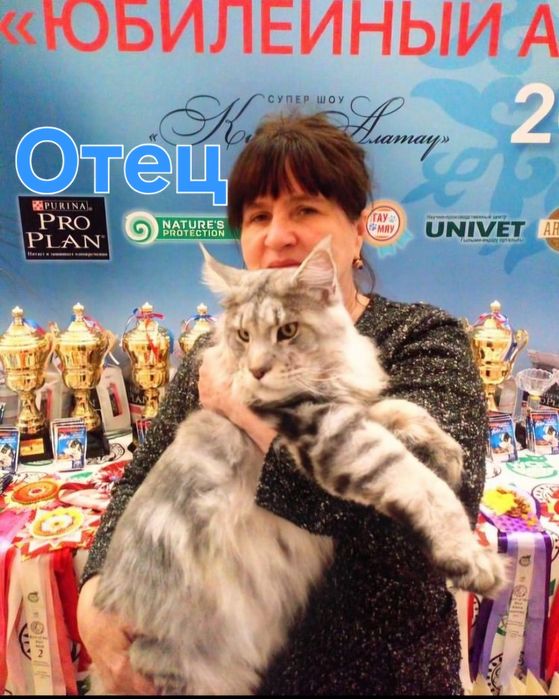 Мейн-кун, девочкв