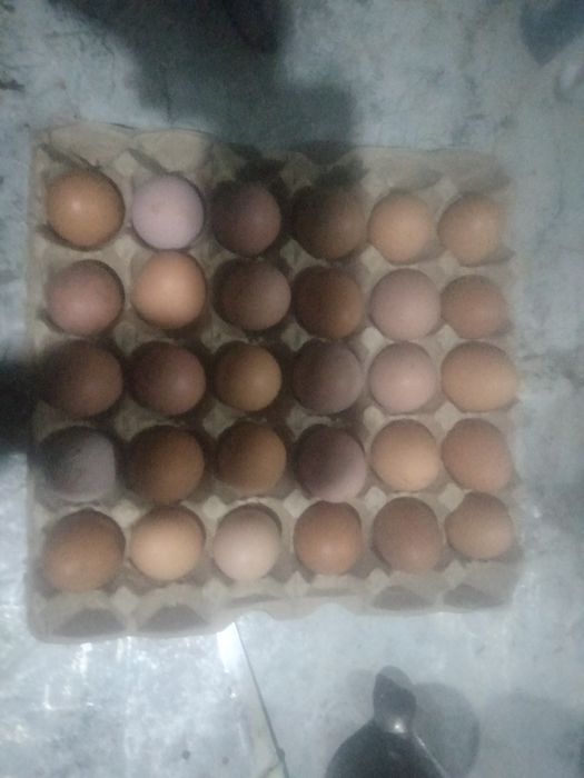 Домашние яйца, куры несушки