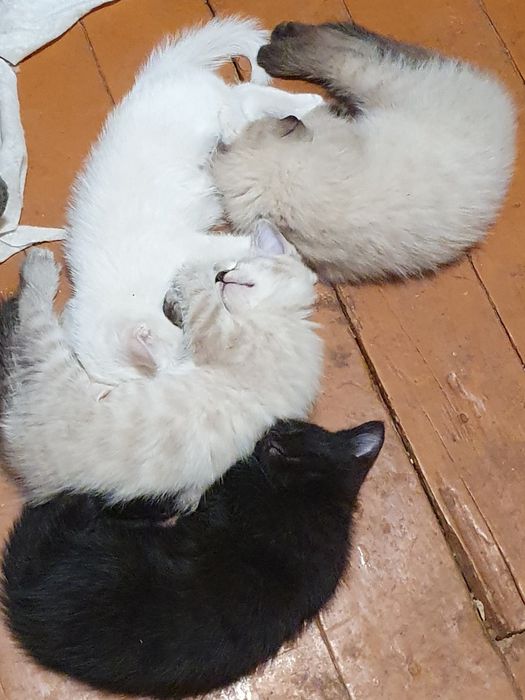 Котята от кошки Турецкая ангора в добрые руки