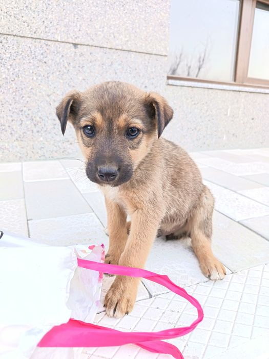 Отдаётся даром щенок порода звонок