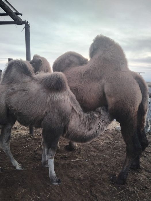 Боталы туйелер 2 бас