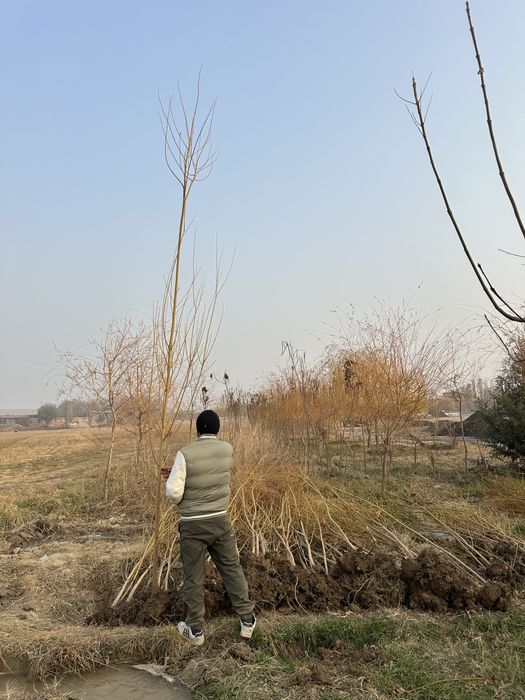 Majnun tol 2 metrdan 5 metrgacja