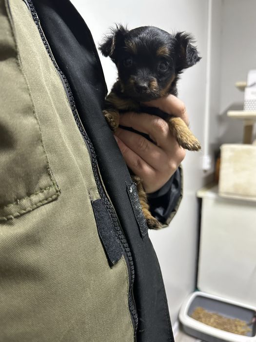 Мини той-терьер