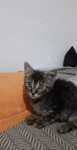 Pisoi spre adoptie