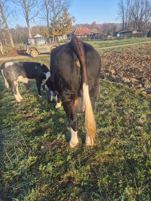 Vând vacă cu lapte