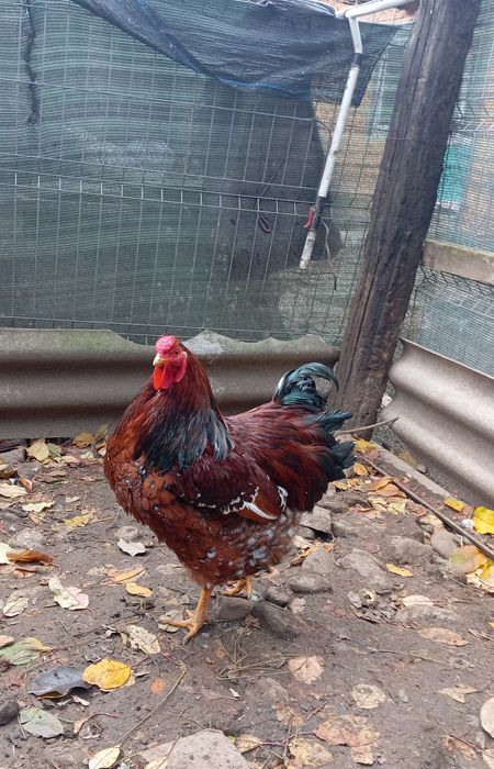 Cocoș Wyandotte porțelan