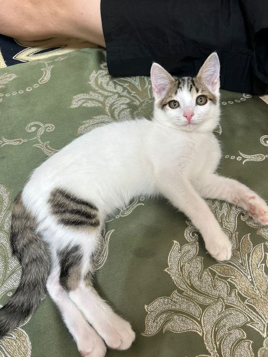 Отдам кошку бесплатно. Мальчик 3 месяца. Хороший, чистый, любит играть