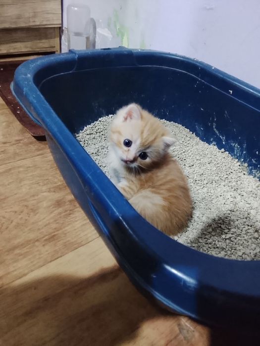 Skottish shinshilla hadyaga beriladi