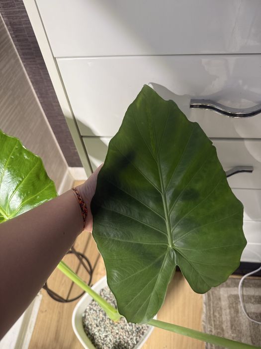 Алоказия Портодора. Большой комнатный цветок