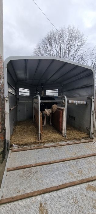 Remorca de aluminiu transport 3 cai Raritate roti pe 10 germania